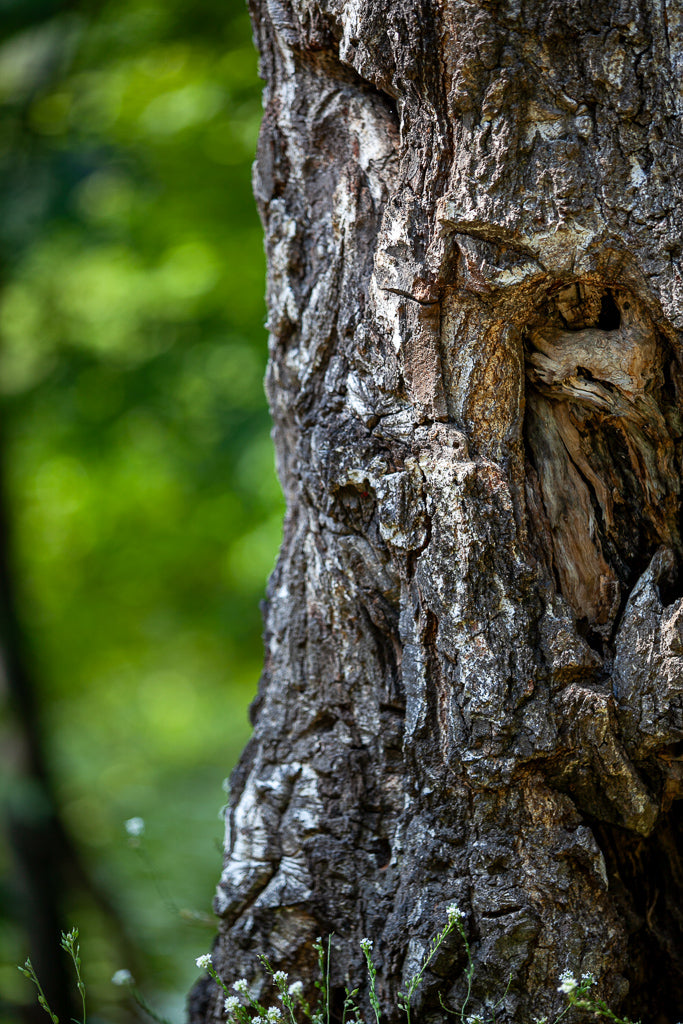 Close-up of "The Trunk" by FN Prints shows a tree trunk with rough, textured bark and visible crevices. The background is blurred, highlighting lush green foliage, indicating a forest or wooded area. Small white flowers are visible at the base of the tree, creating an ideal scene for nature wall art or tree trunk photography enthusiasts.