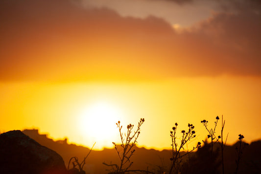 The Zay Sunset print by FN Prints captures a vibrant sunset silhouetting delicate wildflowers against a backdrop of golden hues. Floral silhouettes adorn the scene as the sky transitions from bright yellow near the horizon to deeper orange and pink shades, while soft, dark clouds add contrast to the tranquil mountain landscape.