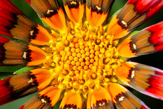 Close-up of the center of an African Daisy (Gazania Linearis) from FN Prints, showcasing intricate yellow, red, and orange patterns. The symmetrical arrangement of petals and tiny florets creates a visually stunning display in this piece of floral artistry.