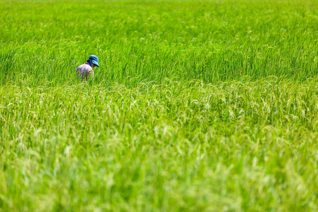 Cambodian farmer in a green field. 