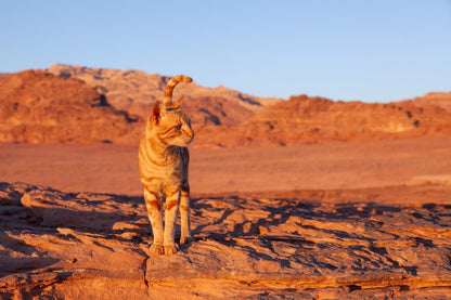 Antar, The Wadi Rum Cat by FN Prints captures a ginger and white cat with a curved tail standing on a rocky surface in a desert landscape reminiscent of Wadi Rum. The backdrop features rugged, reddish-brown mountains bathed in the warm light of a setting or rising sun, creating a serene and beautiful scene.