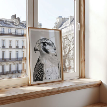 Arabian Falcon