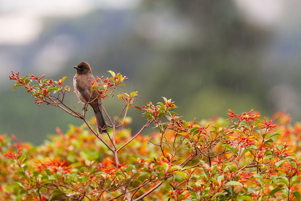 A petite brown bird with a dark face perches on a branch adorned with red flowers. The background is softly blurred, highlighting the greenery and delicate raindrops. This serene moment in nature is beautifully captured in the "Bulbul" photography print by FN Prints, making it an ideal piece to enhance your home decor.