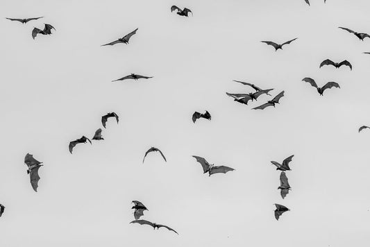 FN Prints' "Cloud Of Bats" captures a striking black and white image of bats flying across an overcast sky, depicting various angles and positions of their outstretched wings. This photography print would make a perfect addition to any wall art collection.