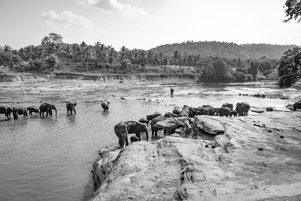 Fine art photography of a large herd of elephants bathing and crossing a river in a lush Sri Lankan landscape with palm trees.