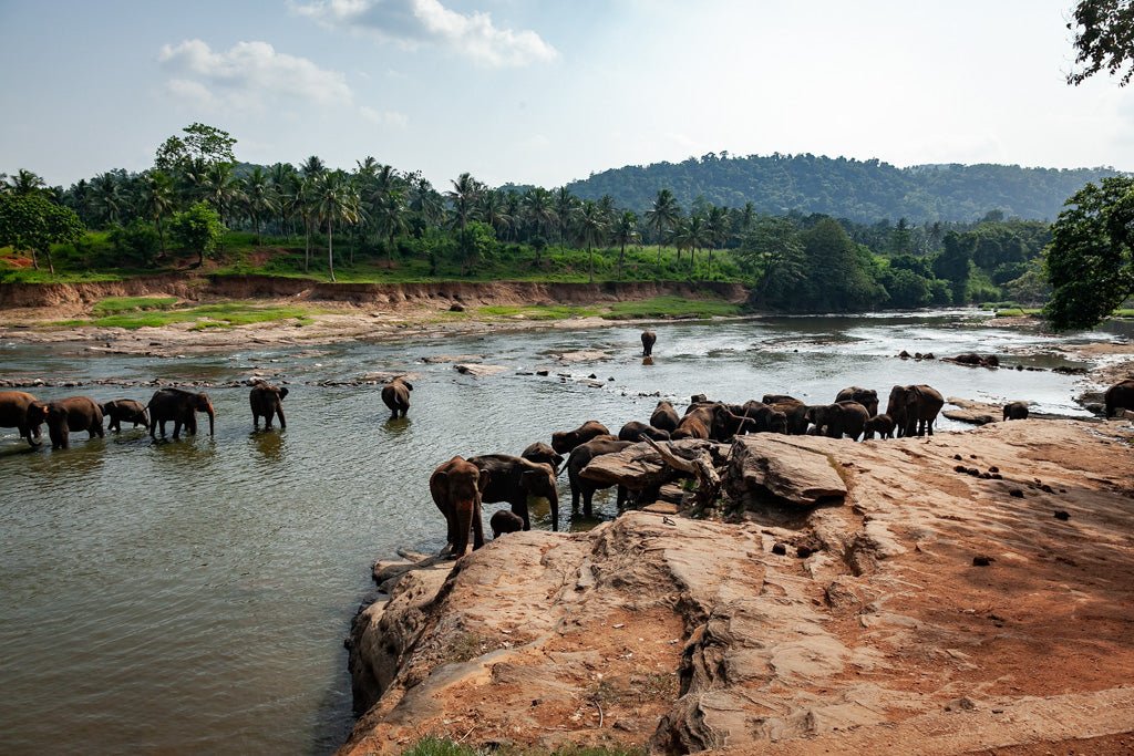 A tranquil scene featuring a group of elephants wading in a river surrounded by lush greenery and hills at Wilpattu National Park is perfectly captured in the "Elephant River Colour" print by FN Prints. The Sri Lanka wildlife icons are scattered across the shallow water, with the rocky riverbank dotted with patches of red soil and vegetation, creating an ideal setting for an elephant photograph.