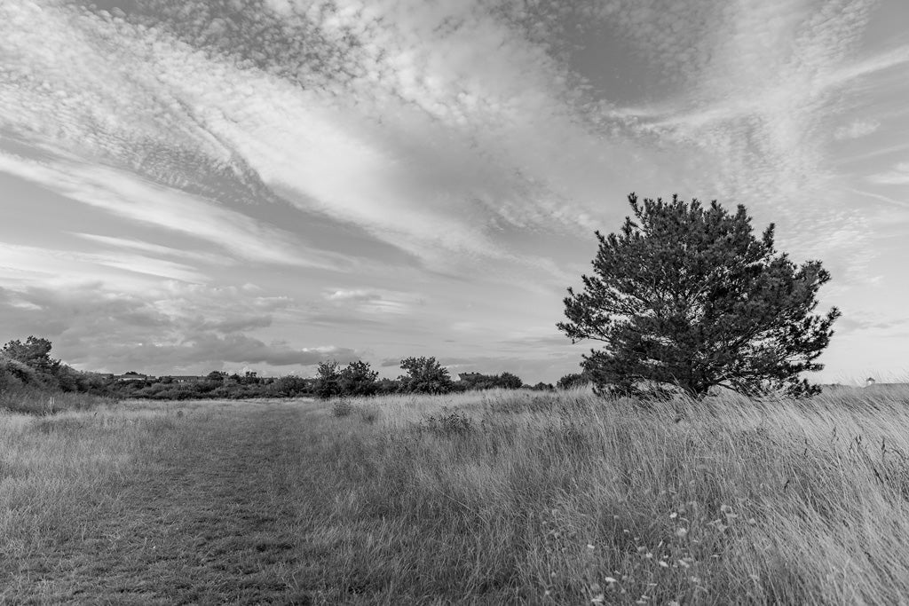 Introducing the "English Field Black & White" by FN Prints: This exquisite photograph captures a serene landscape with tall grass and a meandering path stretching into the distance. A solitary tree stands gracefully to the right under a sky adorned with scattered clouds, embodying the rural elegance of the English countryside and evoking a peaceful, open-air atmosphere.