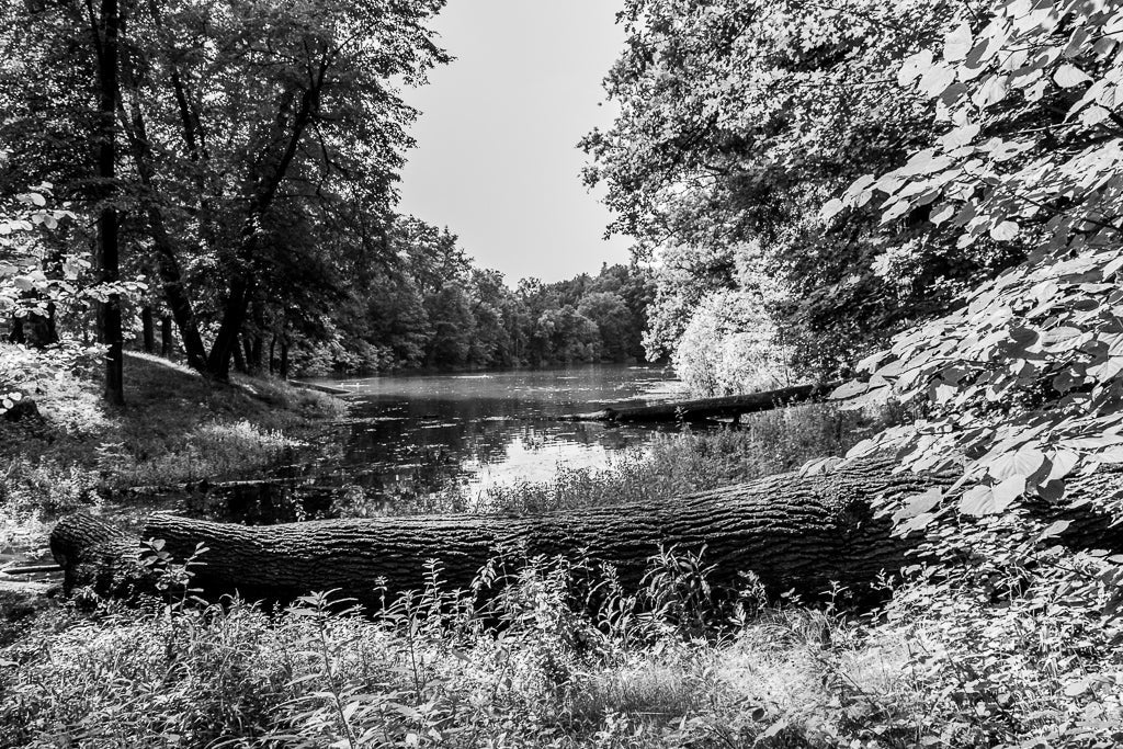 A black-and-white image titled "Forest Lake" by FN Prints, depicting a tranquil forest scene with a fallen tree trunk lying in the foreground near the shore of a calm lake. Dense trees and foliage surround the lake, and sunlight filters through the branches, creating dappled light patterns—perfect for adding natural elegance to your home decor.