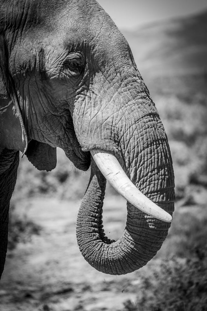 Black and white close-up of an African elephant, showcasing its textured skin and curved trunk. The elephant's tusk is visible, and the background is slightly blurred, suggesting a natural habitat. This stunning black and white photography, titled "Gentle Giant" by FN Prints, makes perfect wall art for any wildlife enthusiast.