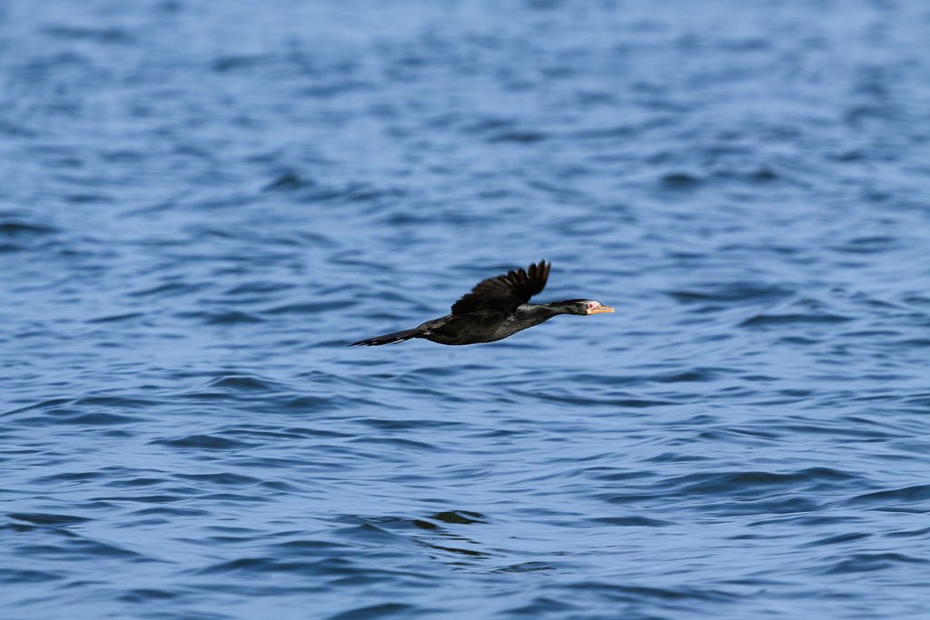 A dark-colored Great Cormorant with outstretched wings flies low over a body of blue water, creating a serene scene as it glides just above the surface. The bird's detail contrasts against the rippling water background, making this moment perfect for a captivating wildlife art photography print from FN Prints, titled "Great Cormorant.