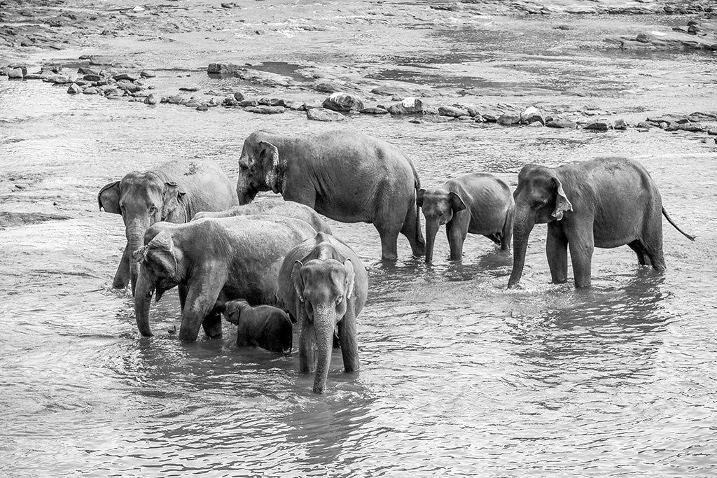 Fine art photography of a family of elephants crossing a rocky riverbed in the lush tropical landscape of Sri Lanka.