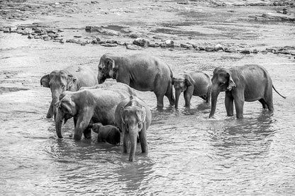Fine art photography of a family of elephants crossing a rocky riverbed in the lush tropical landscape of Sri Lanka.