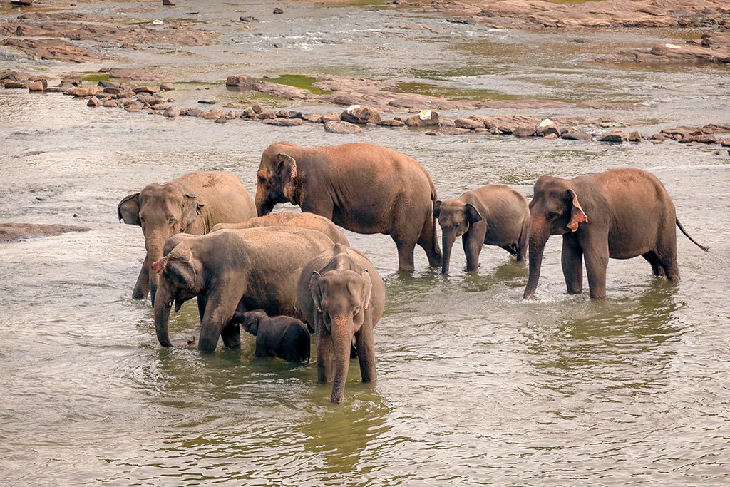 Fine art photography of a family of elephants crossing a rocky riverbed in the lush tropical landscape of Sri Lanka.