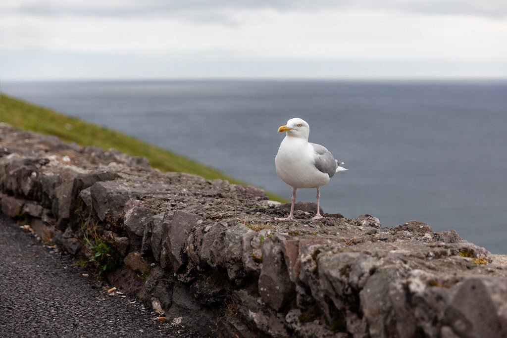 The FN Prints artwork titled "Herring Gull" features a serene coastal scene with a herring gull standing on a rocky wall, overlooking the ocean. The backdrop showcases a cloudy sky and rolling hills leading to the shoreline, embodying coastal elegance.