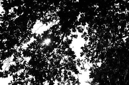 A black and white photo titled "Komorebi" from FN Prints showcases a dense canopy of leaves where sunlight filters through the gaps, creating a starburst effect. The branches and foliage form intricate patterns, with the contrast highlighting their textures and shapes.