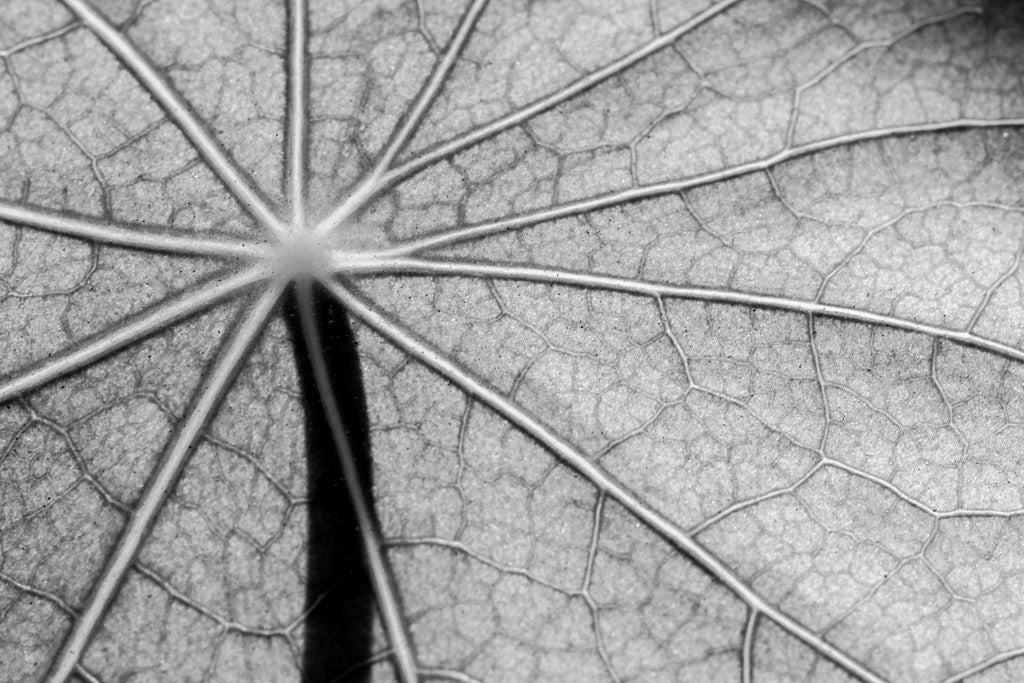 The "Leaf Veins" by FN Prints is a black and white macro photograph that captures the detailed veined structure of a leaf. The veins radiate from a central point, creating a spiderweb-like pattern across the surface, beautifully highlighting nature's intricate design.