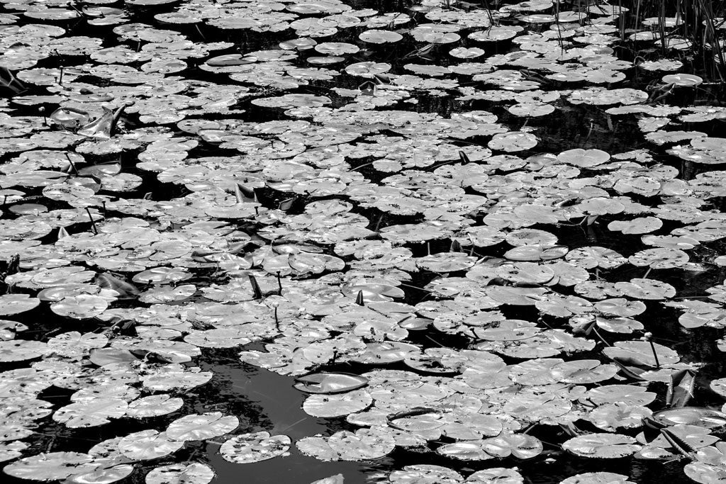 A black and white photograph from FN Prints, titled "Lily Pads (Nymphaeaceae)," depicts a serene pond covered with numerous lily pads and some emerging stems. The water surface is barely visible between the densely packed, round leaves, creating a textured pattern across the pond—an ideal piece for modern decor.