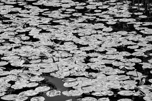 A black and white photograph from FN Prints, titled "Lily Pads (Nymphaeaceae)," depicts a serene pond covered with numerous lily pads and some emerging stems. The water surface is barely visible between the densely packed, round leaves, creating a textured pattern across the pond—an ideal piece for modern decor.