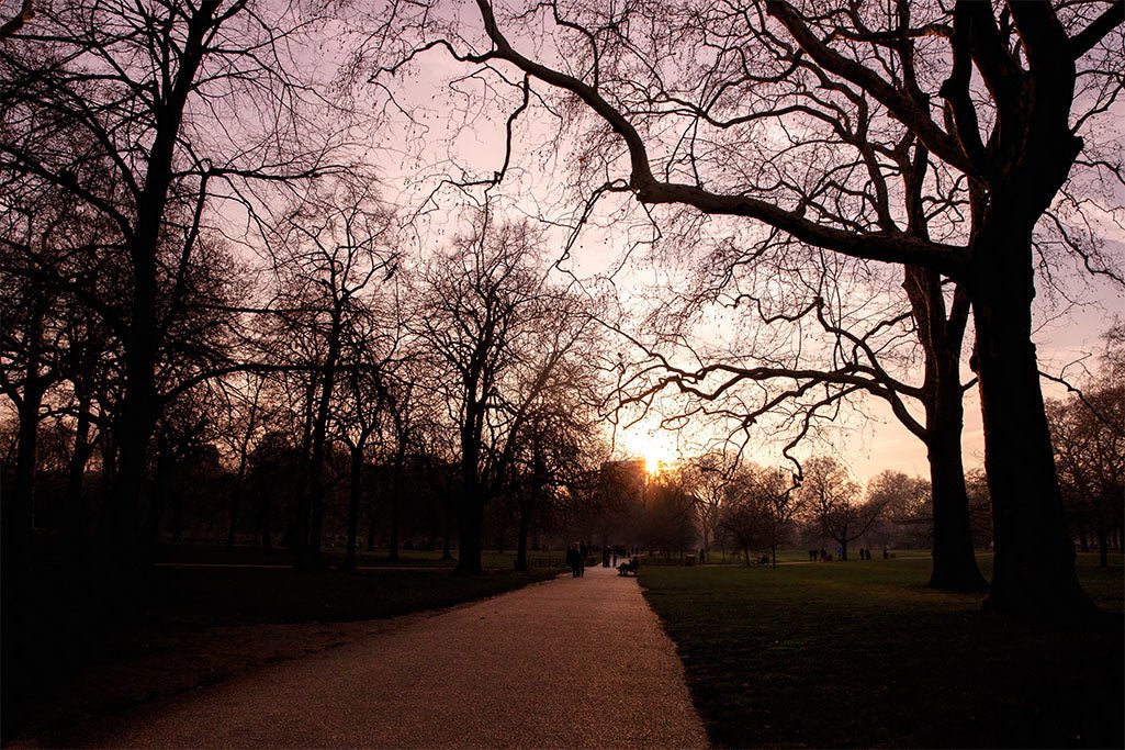 Fine art photography of a winding path in London's Hyde Park during a golden sunset with silhouetted trees against a pink sky.