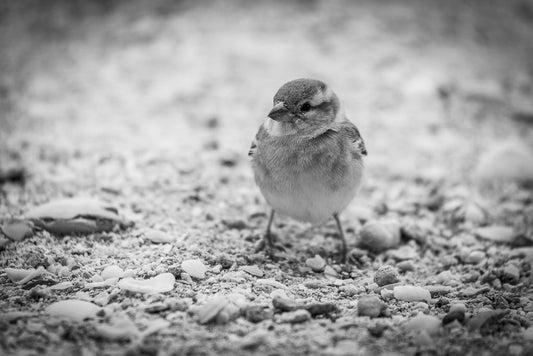 A small Old World Sparrow from FN Prints stands on a ground covered with pebbles and small stones. The image, captured in black and white photography, highlights the bird's feathers and the texture of the rocky surface. The bird appears to be looking slightly to the side, making it perfect for elegant wall art.