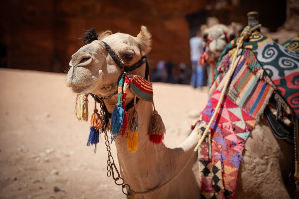 Close-up of a camel adorned with FN Prints' Petra Camel Colour, featuring colorful tassels and a vibrant Bedouin rug. The camel's face and neck are visible, while another camel lingers in the background. The setting, rich in desert culture, showcases rocky structures against the arid landscape.