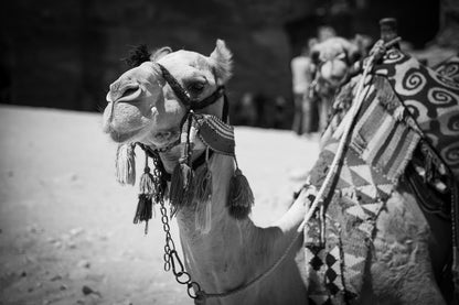 The FN Prints "Petra Camel Black & White" features a close-up black and white photograph of a camel adorned with intricate, patterned textiles and tassels on its head and neck. The slightly out-of-focus background exudes Middle Eastern charm with a desert landscape where other camels and people are faintly visible.