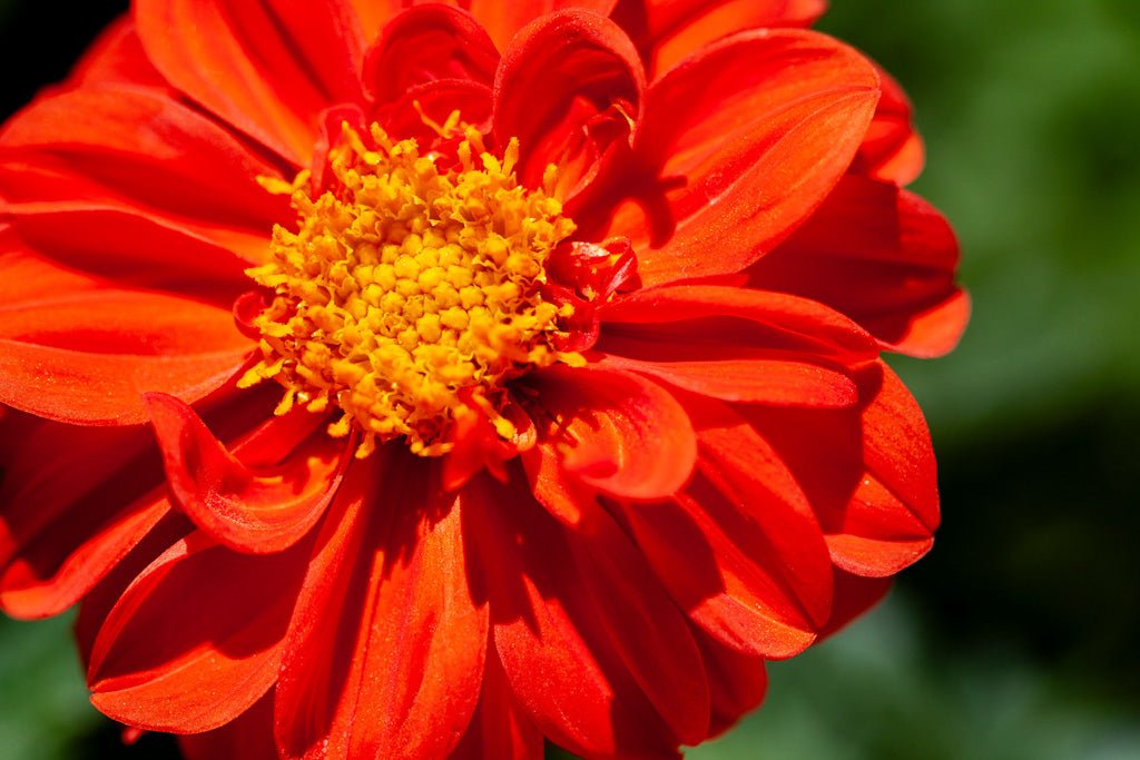 A close-up of the Red Dhalia (Dahlia Coccinea) from FN Prints in full bloom showcases botanical elegance with its vibrant red and orange petals. The central yellow disc floret is surrounded by rich, layered petals. The background is a blurred green, highlighting the flower's bright colors and floral artistry.