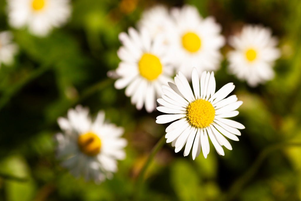 Close-up of several Shasta daisies (Leucanthemum × Superbum) from FN Prints, showcasing white petals with vibrant yellow centers in a green garden. The main Shasta daisy is in sharp focus in the foreground, while the others appear slightly blurred in the background, creating a scene perfect for calming artwork or natural decor.