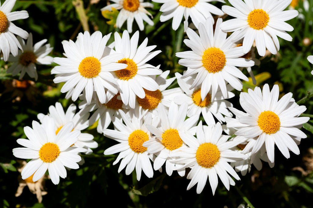 A cluster of FN Prints' Shasta daisies (Leucanthemum × Superbum): II with yellow centers blooming in a garden showcases true floral beauty. The green stems and leaves in the background add contrast to the bright white petals, while the close-up image captures their details and vibrant colors, embodying botanical artistry.