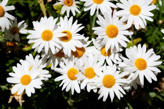 A cluster of FN Prints' Shasta daisies (Leucanthemum × Superbum): II with yellow centers blooming in a garden showcases true floral beauty. The green stems and leaves in the background add contrast to the bright white petals, while the close-up image captures their details and vibrant colors, embodying botanical artistry.