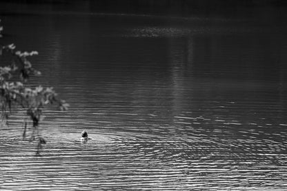 Product Data Sentence: "Solitary Swimmer" by FN Prints is a black and white photograph capturing a person swimming in a serene lake, positioned slightly off-center and surrounded by gentle ripples on the water's surface. Tree branches on the left side of the image add a touch of tranquility, making it perfect for your wall art collection.