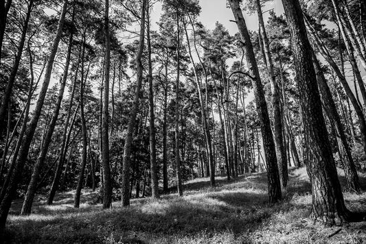 The Forest" by FN Prints is a captivating black and white photograph showcasing tall, slender trees scattered across a gently sloping terrain. Sunlight permeates the dense canopy, creating dappled shadows on the grassy forest floor below. This nature wall art beautifully captures the serenity and untouched beauty of the wilderness.