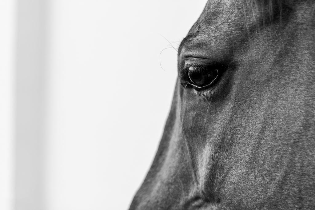 The Horse" by FN Prints showcases an equine artwork capturing a close-up black and white image of a horse's head, emphasizing its expressive eye. The smooth skin beautifully contrasts with the plain, light background, embodying the essence of black and white fine art photography.