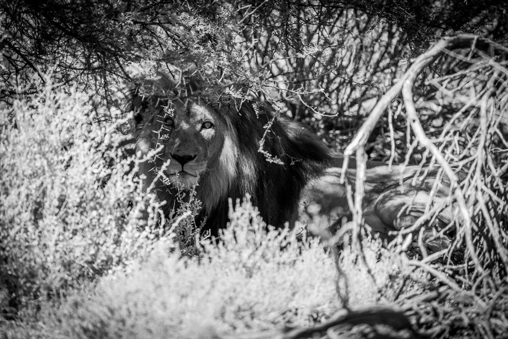 A lion in a bush in the shade in South Africa. 