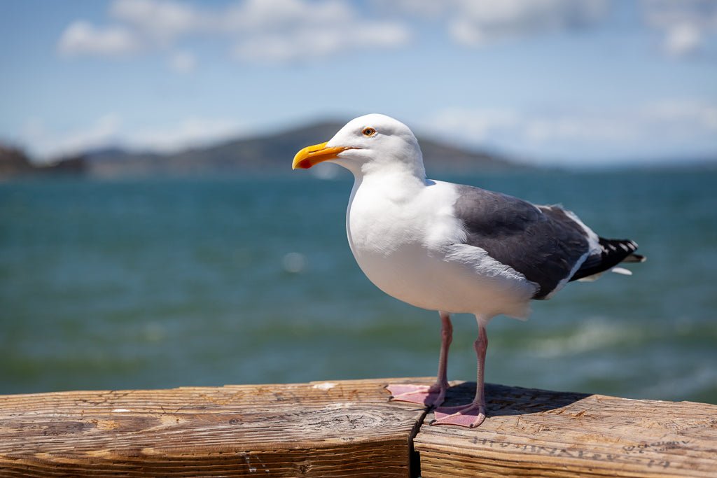 A Western Gull by FN Prints showcases a majestic bird with white and gray feathers perched on a wooden railing by the ocean. The blurred view of the San Francisco Bay and distant, hilly landscape under a partly cloudy sky in the background captures the essence of coastal life.