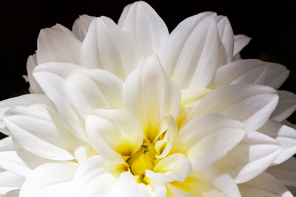 Close-up macro photography of a white dahlia flower with a soft yellow center, showing detailed petal textures against a dark background.