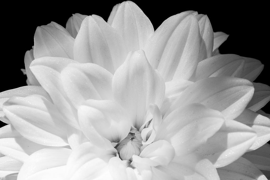 Close-up macro photography of a white dahlia flower with a soft yellow center, showing detailed petal textures against a dark background.