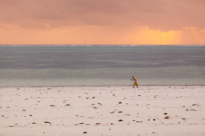 A solitary figure with a staff strolls along an expansive, deserted Zanzibar beach dotted with rocks. The sky above is a blend of orange and pink tones, indicating either an early morning or late evening sunset by the tranquil sea—a genuine display of cultural authenticity in this "Zanzibari Woman" sunset photograph by FN Prints.